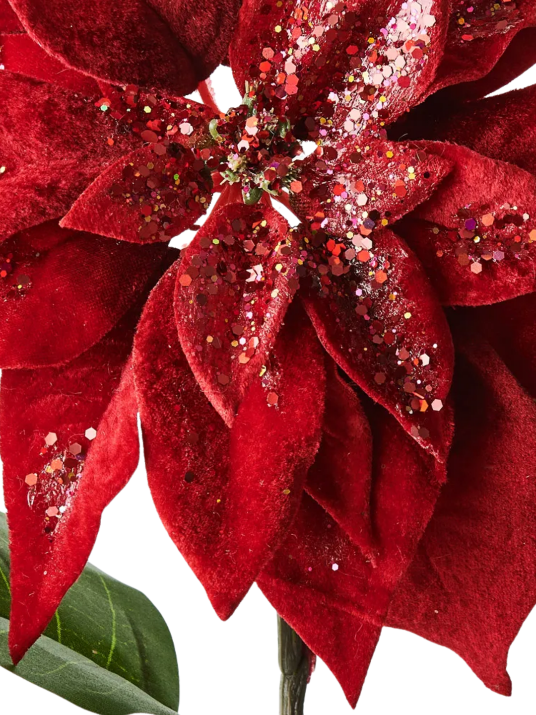Poinsettia Red Velvet Pack of 1