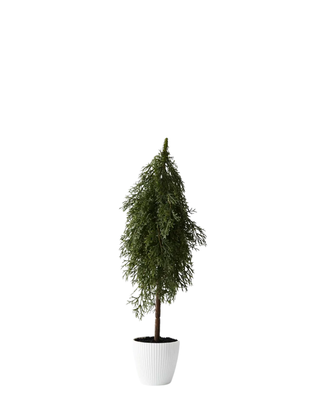 Tree Pine Cypress in pot Pack of 1