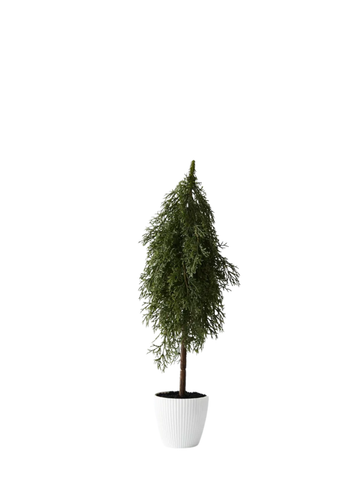 Tree Pine Cypress in pot Pack of 1