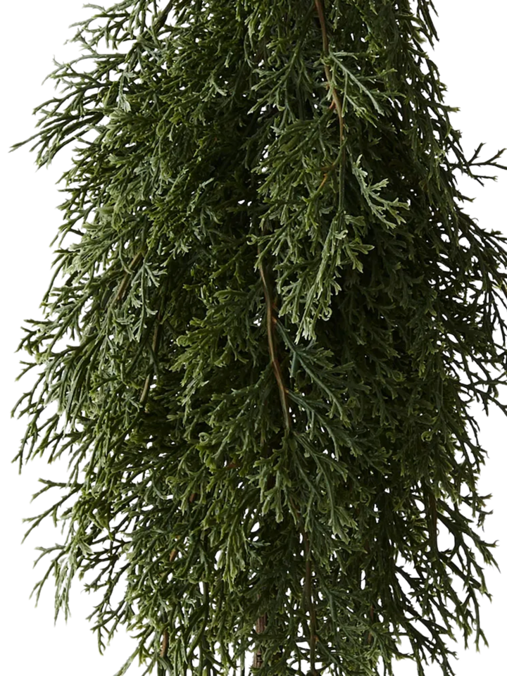 Tree Pine Cypress in pot Pack of 1