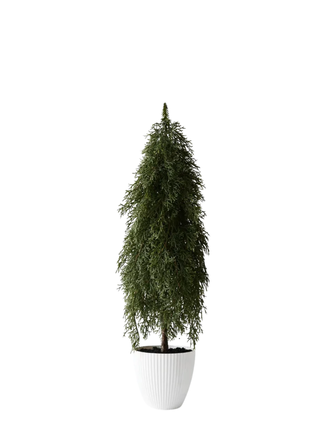 Tree Pine Cypress in pot Pack of 1