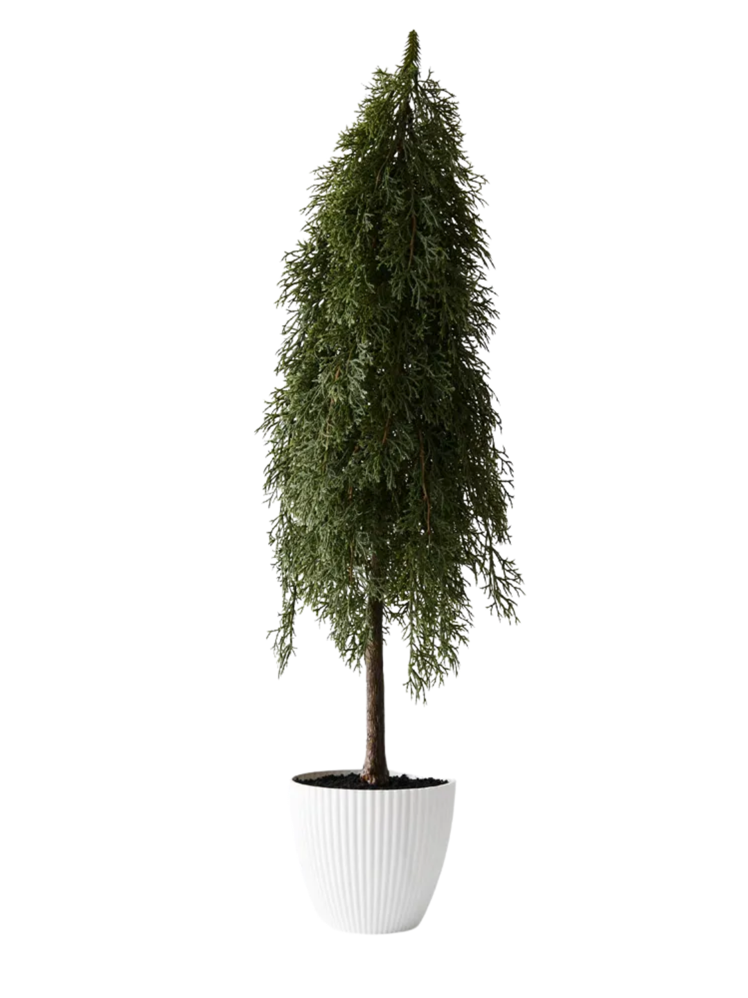 Tree Pine Cypress in pot Pack of 1