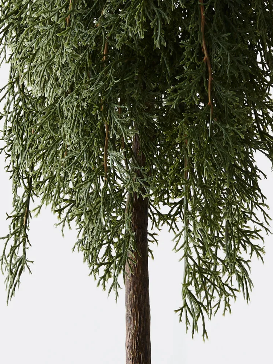 Tree Pine Cypress in pot Pack of 1