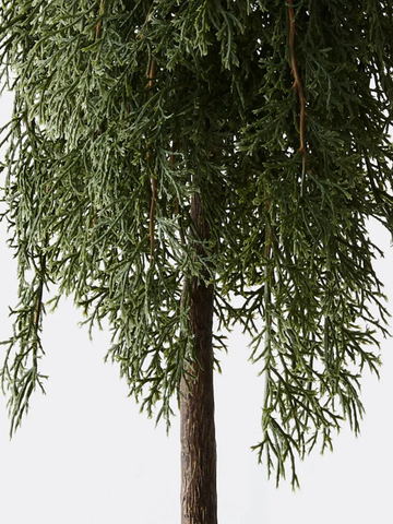 Tree Pine Cypress in pot Pack of 1