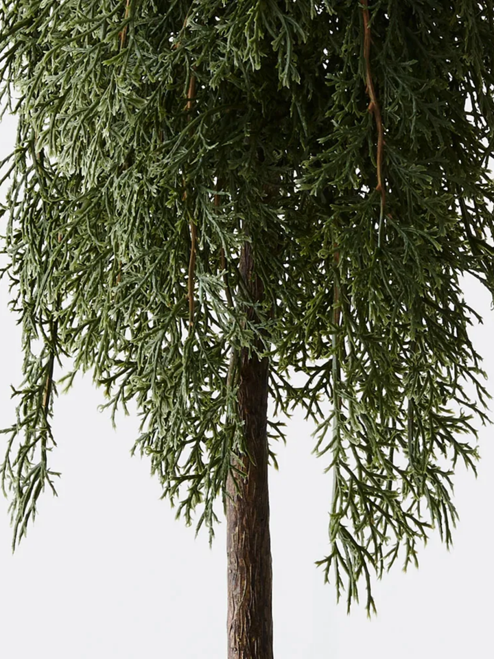 Tree Pine Cypress in pot Pack of 1