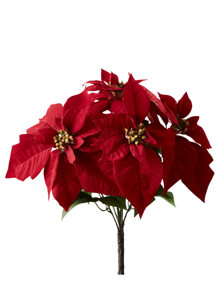Poinsettia Bush x5 Pack of 1