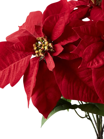 Poinsettia Bush x5 Pack of 1
