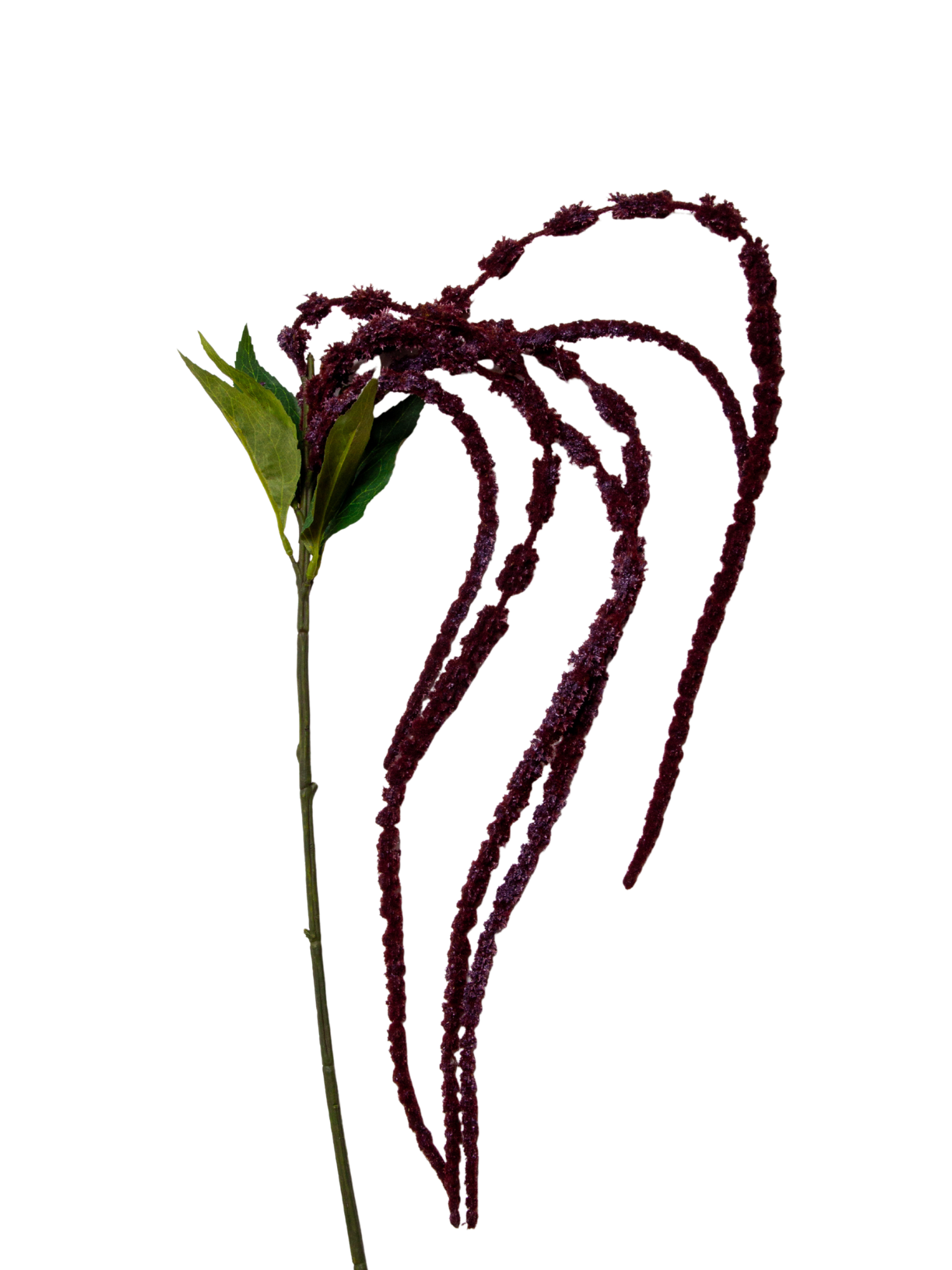 Burgundy Amaranthus - 120cm Pack of 1