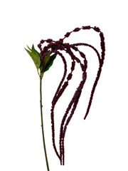 Burgundy Amaranthus - 120cm Pack of 1