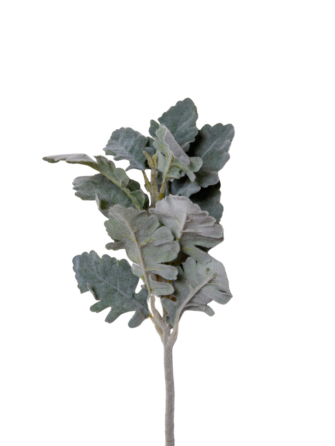 Silvery Grey Lamb’s Ear - 35cm Pack of 1