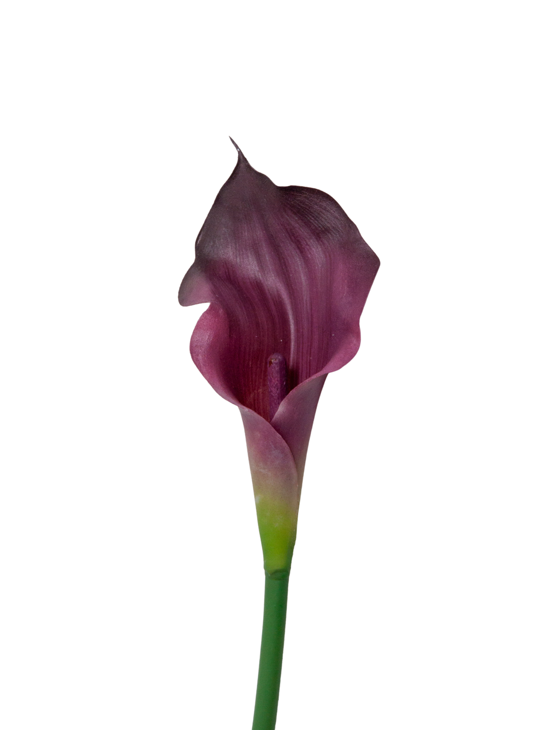 Burgundy Calla Lily - 55cm Pack of 1