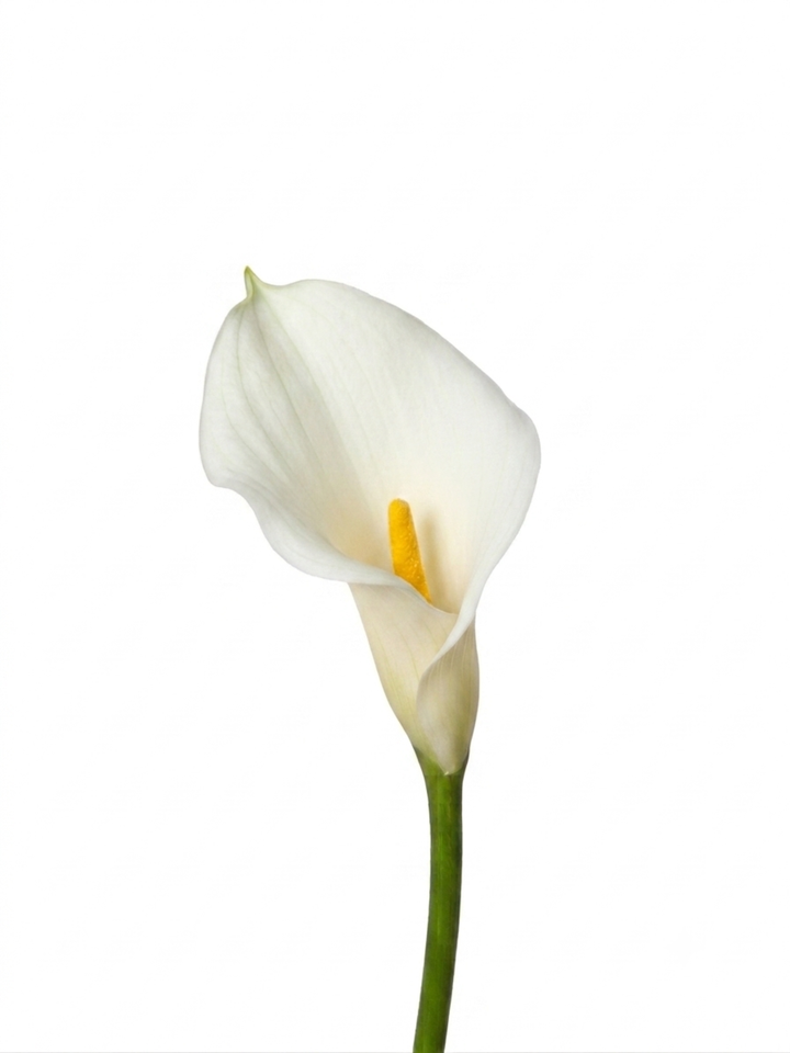 White Calla Lily - 55cm