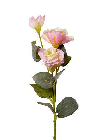 Blush Pink Lisianthus - 70cm Pack of 1