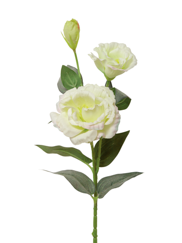 Green Lisianthus - 70cm Pack of 1