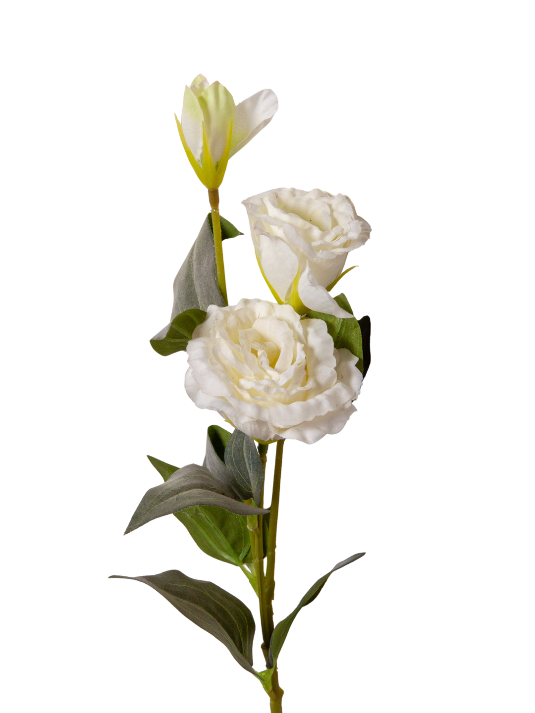 White Lisianthus - 70cm Pack of 1