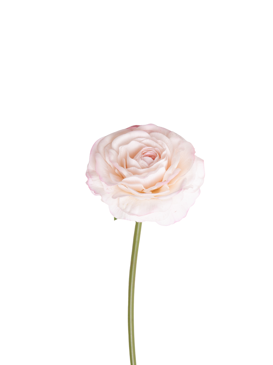 Blush Ranunculus - 34cm Pack of 1