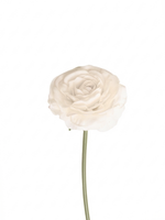 White Ranunculus - 34cm