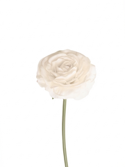 White Ranunculus - 34cm
