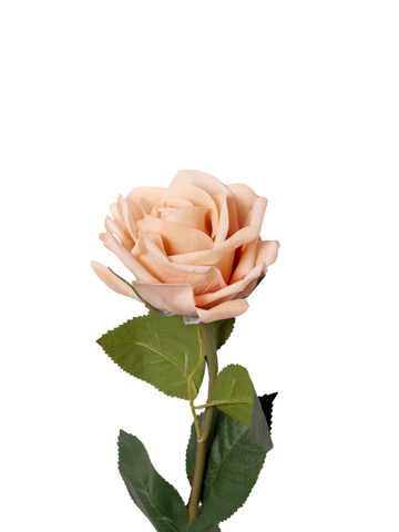 Nude Garden Rose - 67cm Pack of 1