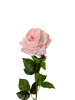 Blush Garden Rose - 67cm