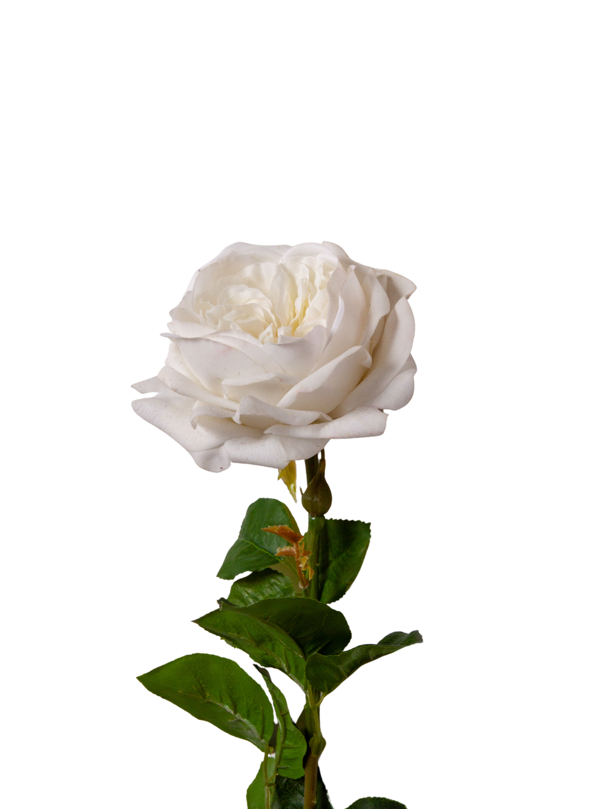 White Garden Rose - 67cm Pack of 1