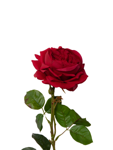 Red Garden Rose - 67cm Pack of 1