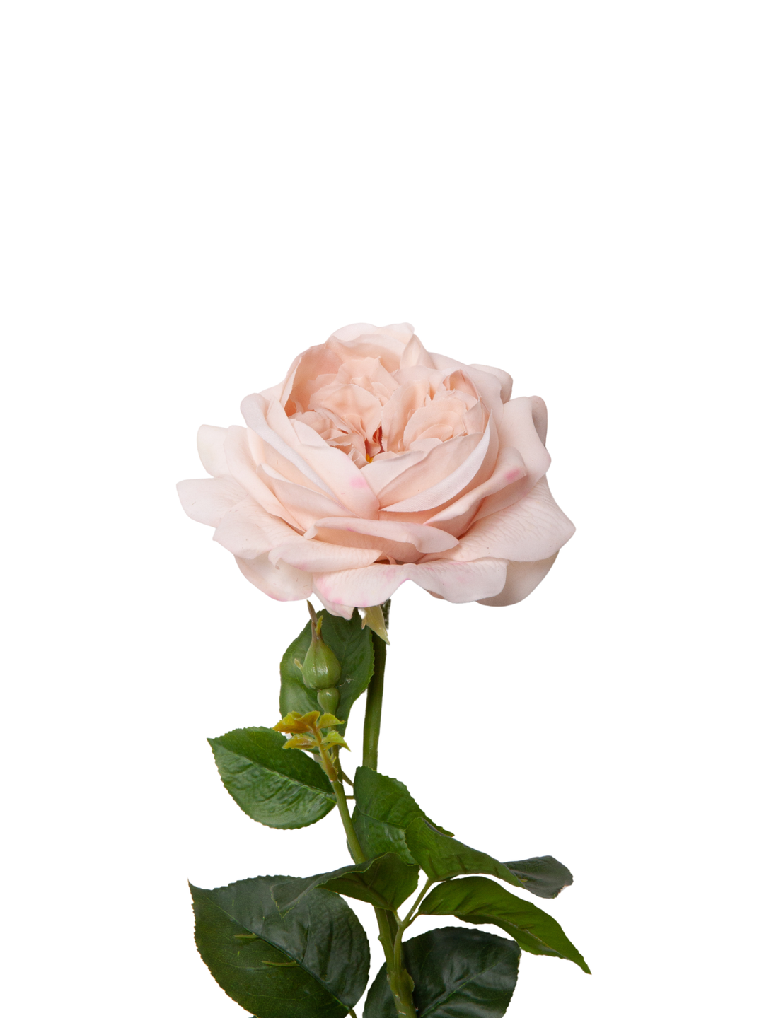 Latte Garden Rose - 44cm Pack of 1