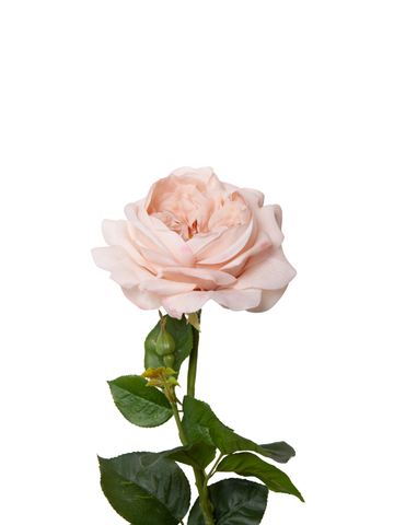 Latte Garden Rose - 44cm Pack of 1