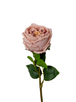 Latte Garden Rose - 44cm