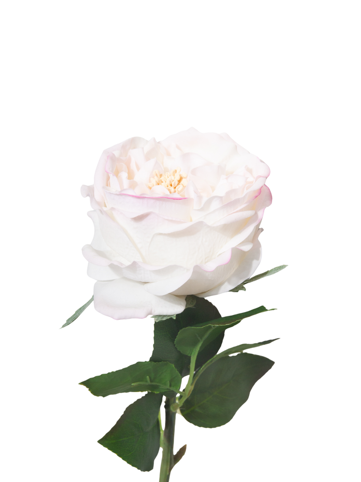 Ivory & Pink Garden Rose - 44cm