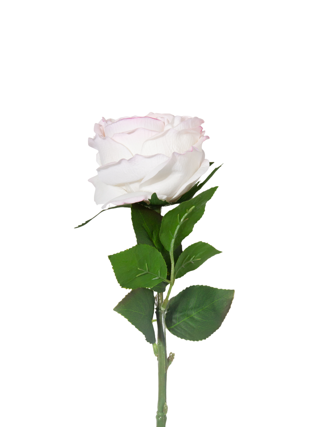 Ivory & Pink Garden Rose - 44cm