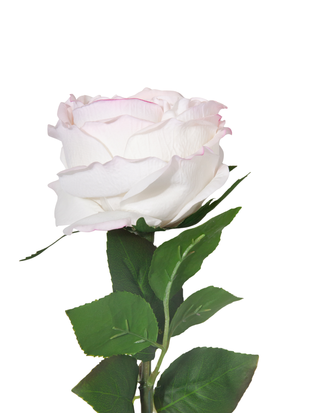 Ivory & Pink Garden Rose - 44cm