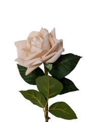 Antique Cream Reflexed Rose - 56cm Pack of 1