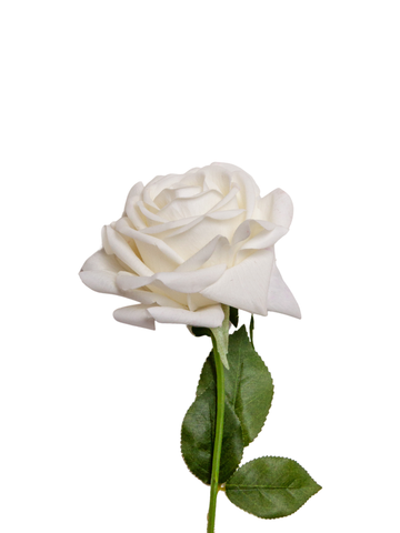 White Reflexed Rose - 56cm Pack of 1
