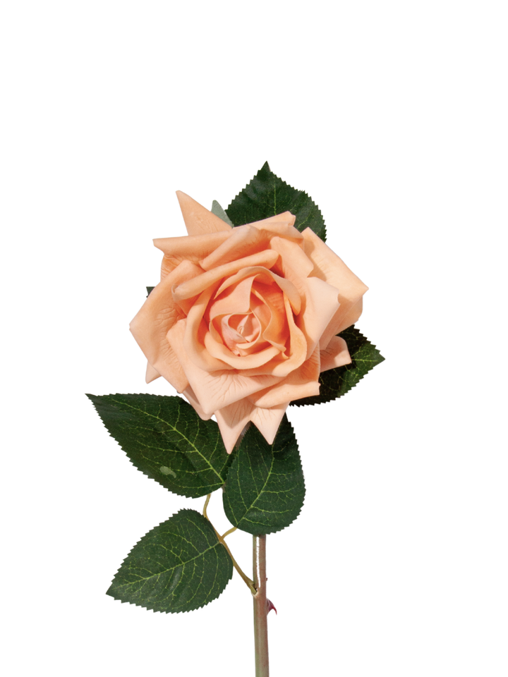 Apricot Reflexed Rose - 56cm