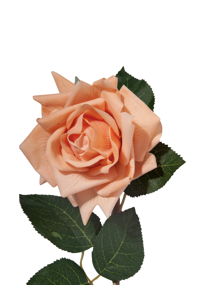 Apricot Reflexed Rose - 56cm
