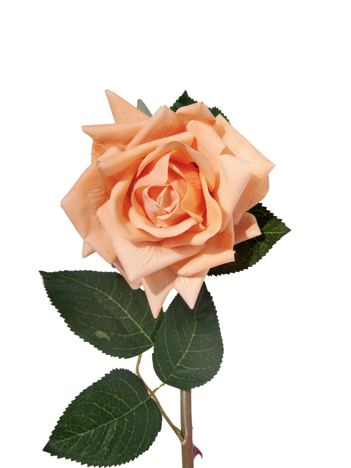 Apricot Reflexed Rose - 56cm