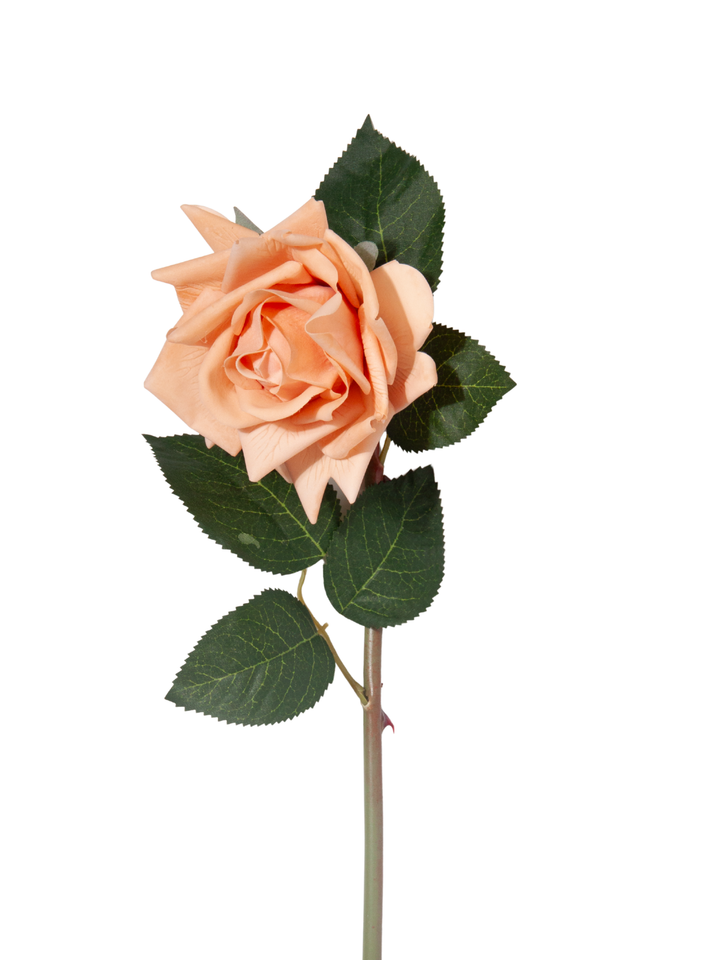 Apricot Reflexed Rose - 56cm