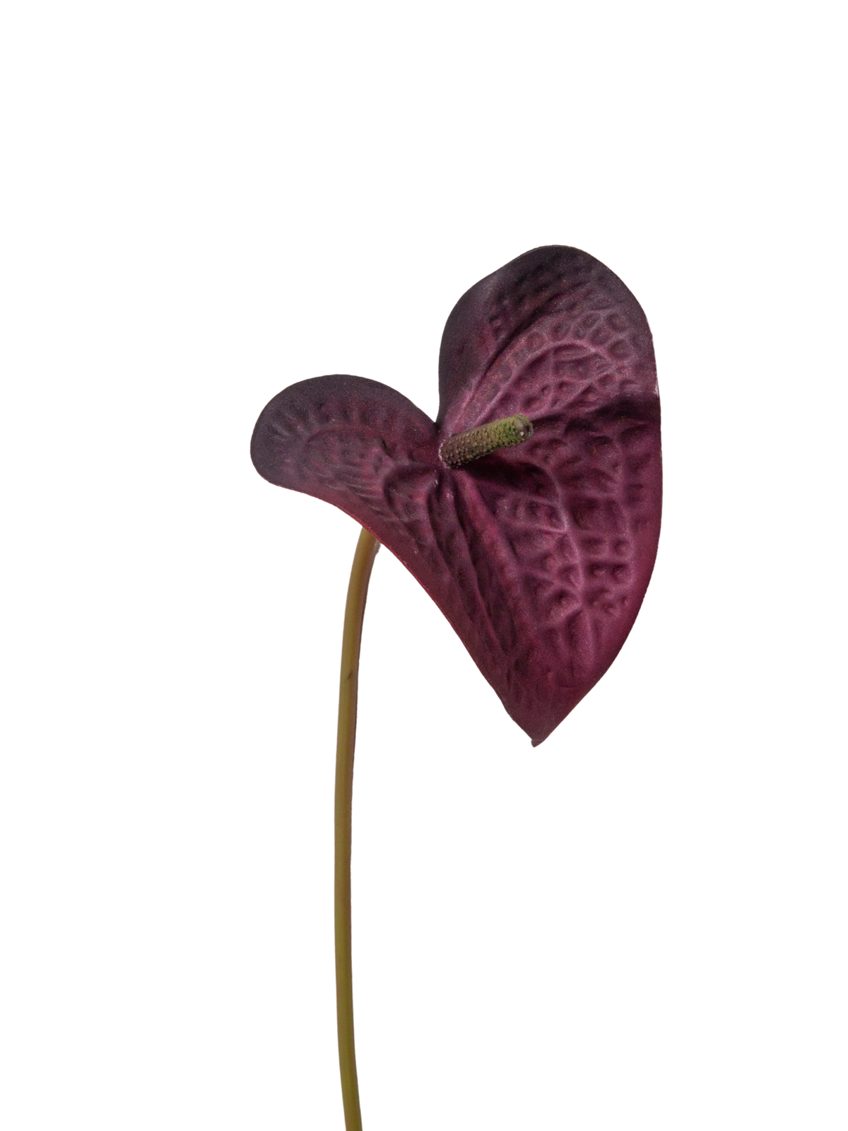 Plum Burgundy Anthuriums - 60cm Pack of 1