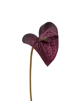 Plum Burgundy Anthuriums - 60cm