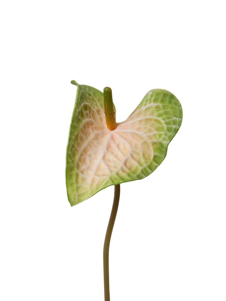 Green Anthuriums - 60cm Pack of 1
