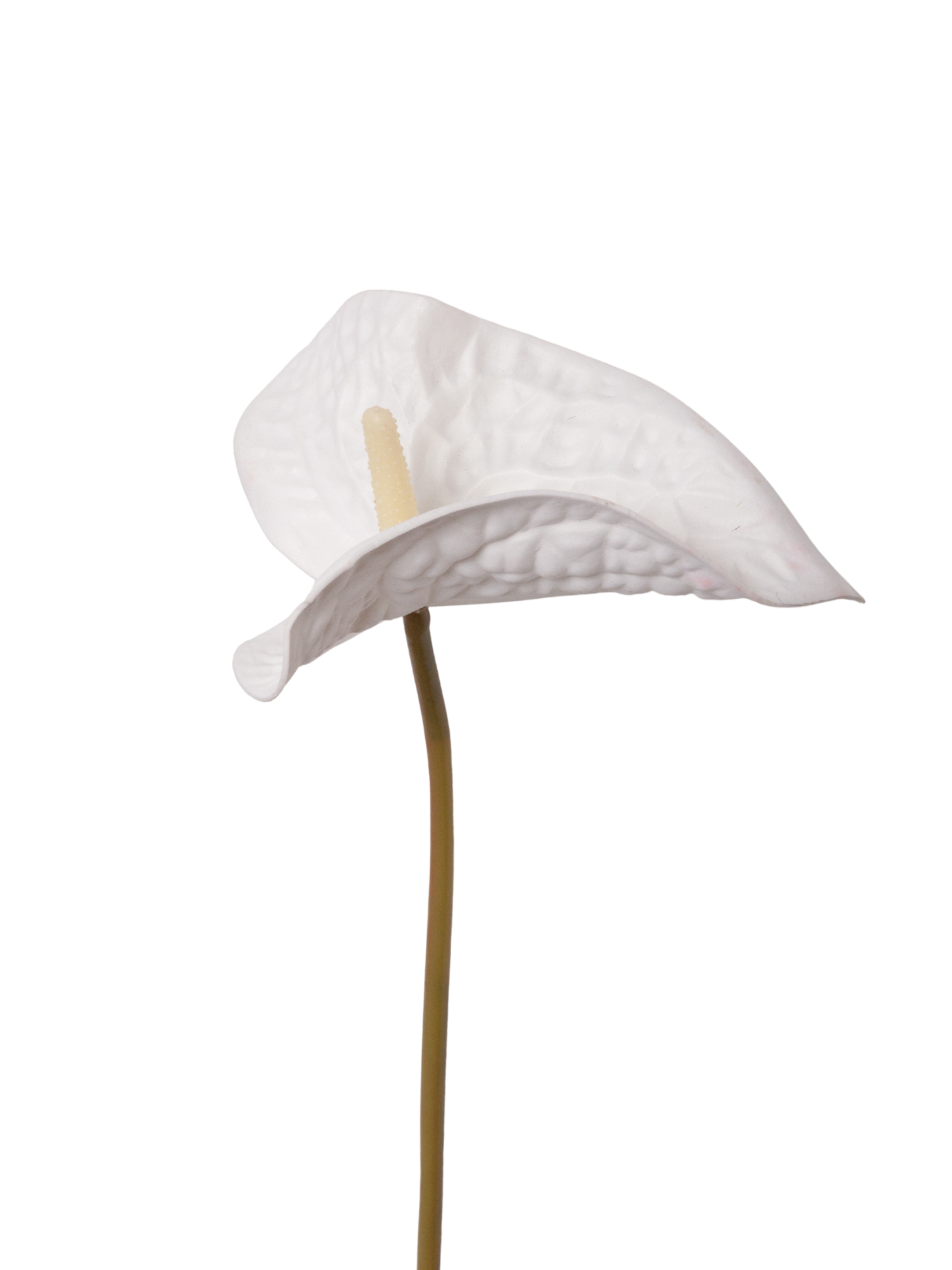 White Anthuriums - 60cm Pack of 1