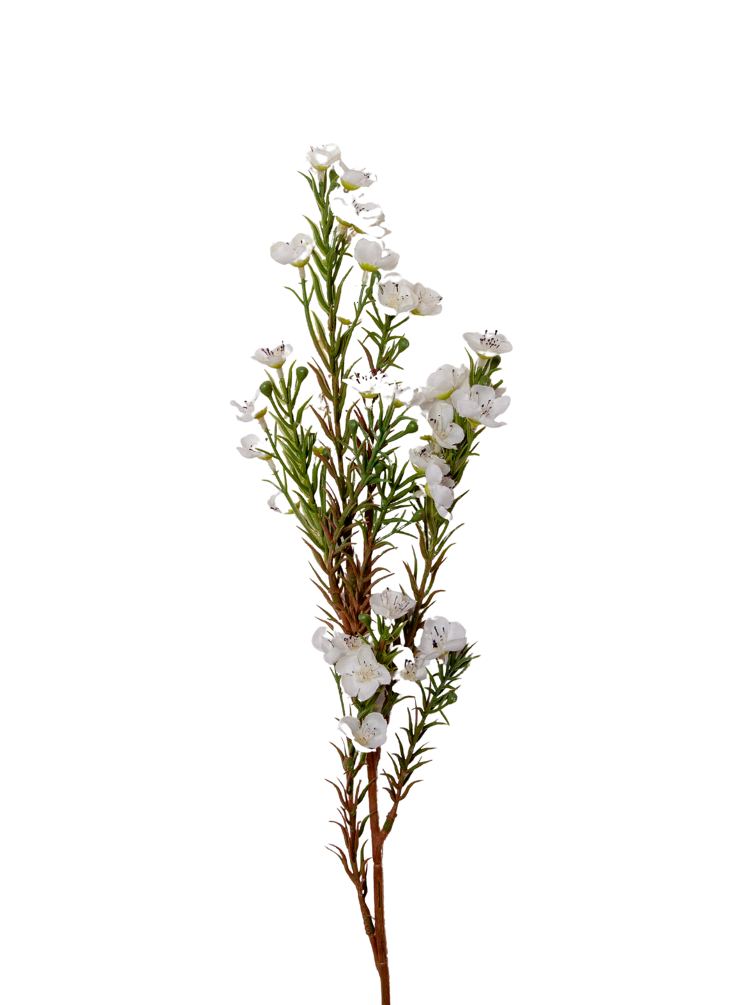 White Wax Flower - 66cm Pack of 1
