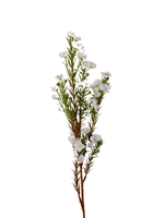 White Wax Flower - 66cm