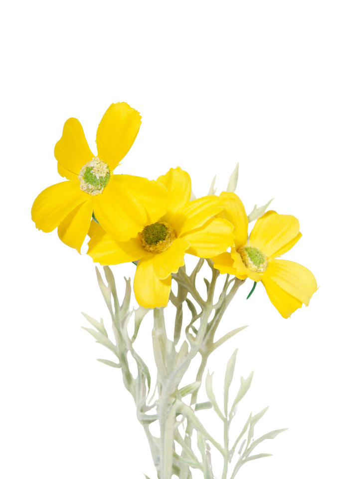 Yellow Cosmos - 43cm