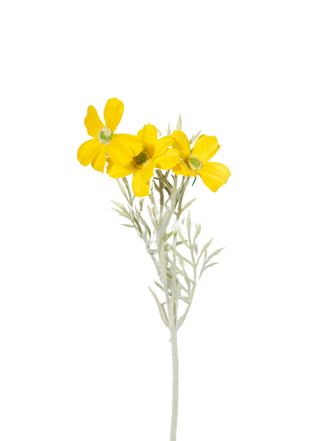 Yellow Cosmos - 43cm