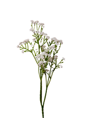 White Gypsophila - 54cm Pack of 1