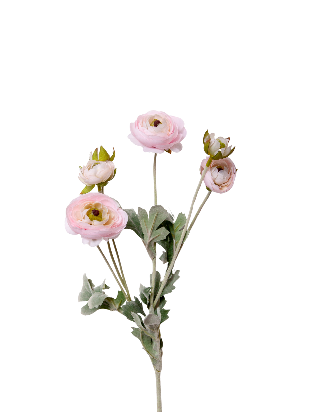 Blush Ranunculus Spray - 69cm Pack of 1