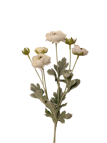 Champagne Ranunculus Champagne Ranunculus Spray - 69cm – Hueseeka