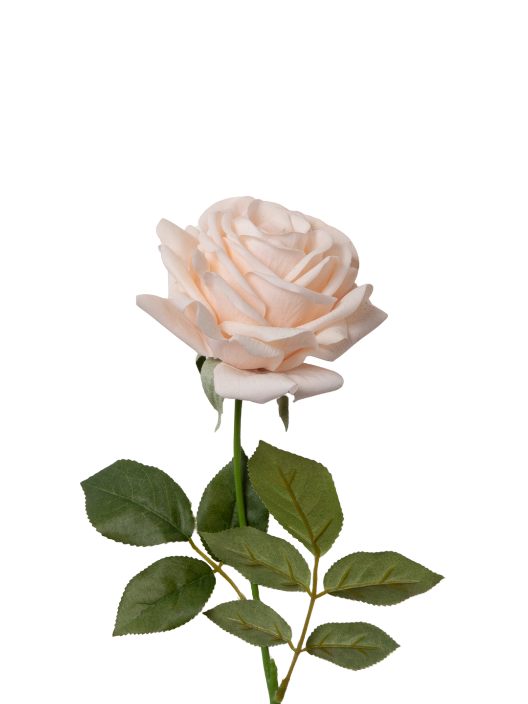 Champagne Garden Rose - 43cm Pack of 1